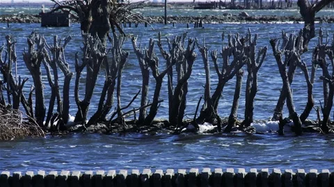 Row of Bleached Bare Tree Trunks in Flooded Epecuen Ghost Town Stock Footage 112231805
