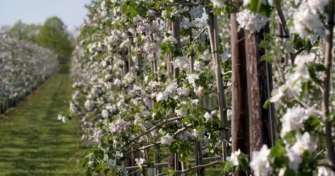 Row of blooming apple trees with white blossom in orchard, Netherlands Stock Footage 106984375