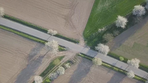 Row of blooming cherry trees in springtime. Aerial shot of Beautiful trees alley Stock Footage 128567663