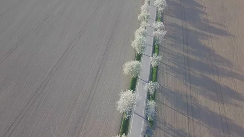 Row of blooming cherry trees in springtime. Aerial shot of Beautiful trees alley Stock Footage 128586808