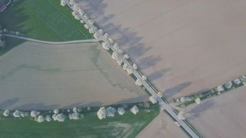 Row of blooming cherry trees in springtime. Aerial shot of Beautiful trees alley Stock Footage 128586886