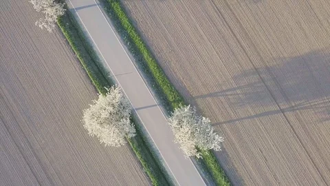 Row of blooming cherry trees in springtime. Aerial shot of Beautiful trees alley Video stock 128586895