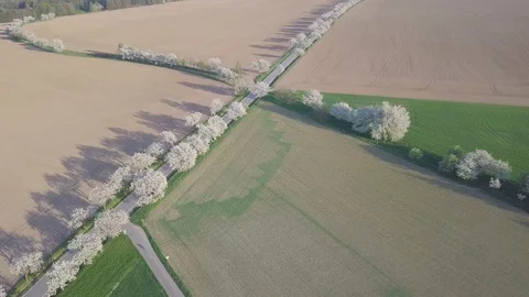 Row of blooming cherry trees in springtime. Aerial shot of Beautiful trees alley Stock Footage 128587078