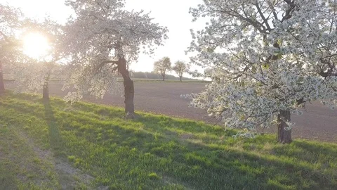 Row of blooming cherry trees in springtime. Aerial shot of Beautiful trees alley Stock Footage 128587236