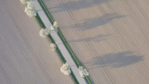 Row of blooming cherry trees in springtime. Aerial shot of Beautiful trees alley Stock Footage 128587308