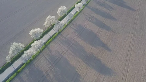 Row of blooming cherry trees in springtime. Aerial shot of Beautiful trees alley Stock Footage 128587915