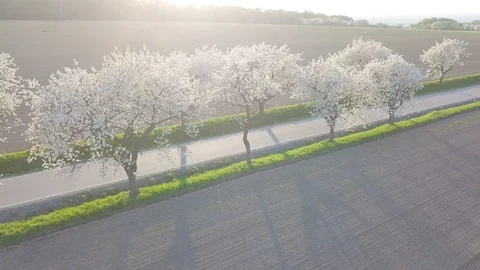 Row of blooming cherry trees in springtime. Aerial shot of Beautiful trees alley Stock Footage 128588080