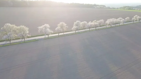 Row of blooming cherry trees in springtime. Aerial shot of Beautiful trees alley Stock Footage 128588135