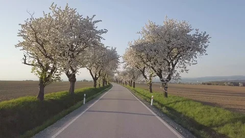 Row of blooming cherry trees in springtime. Aerial shot of Beautiful trees alley Stock Footage 128588307