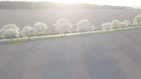 Row of blooming cherry trees in springtime. Aerial shot of Beautiful trees alley Stock Footage 128589571