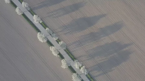Row of blooming cherry trees in springtime. Aerial shot of Beautiful trees alley Stock Footage 128597012
