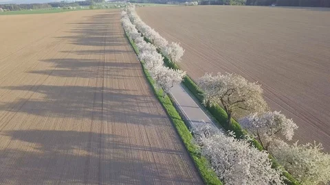 Row of blooming cherry trees in springtime. Aerial shot of Beautiful trees alley Stock Footage 128597210