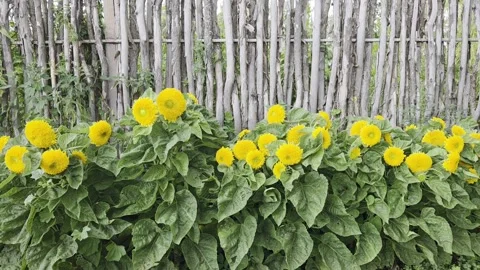Row of blooming yellow double sunflowers near a fence, natural background Stock Footage 344051945