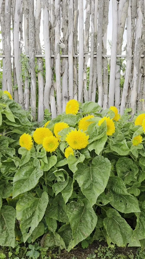 Row of blooming yellow double sunflowers near a fence, natural background. Verti Stock Footage 344051946