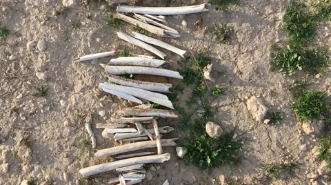Row of bones on the ground Stock Footage 60639397