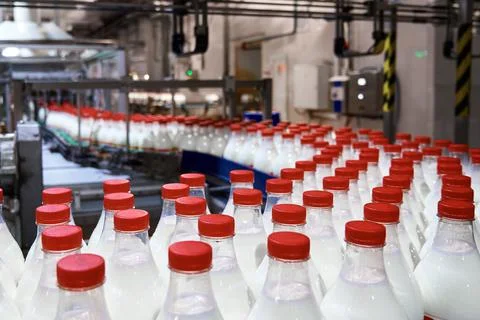 Row of bottles with pasteurized milk on conveyor belt Stock Photos