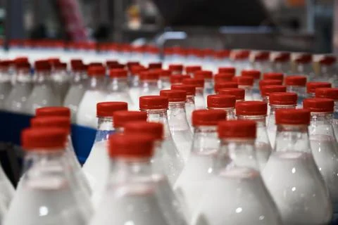Row of bottles with pasteurized milk on conveyor belt Stock Photos
