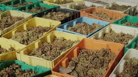 A row of boxes with harvested grape harvest. White wine production Stock Footage 165949487