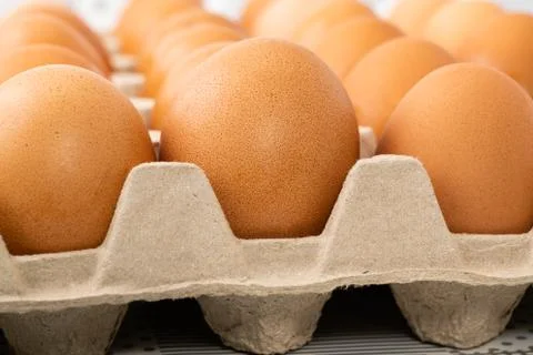 Row of brown chicken eggs in egg carton. Stock Photos