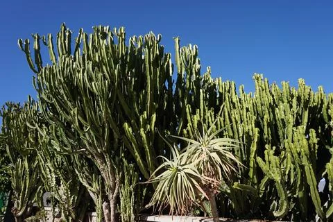 A row of cacti with one of them being a small plant Foto stock