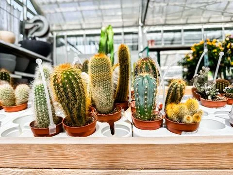 Row of cacti in pots are displayed on a wooden table Stock Photos