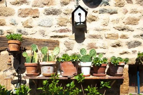 A row of cacti in pots on a bench in front of an old stone wall in France Фото