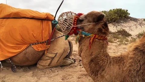 Row of camels resting on sandy ground after tour Stock-Footage 279400158