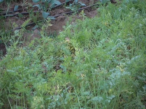 Row of carrots in a greenhouse Stock Footage 71007954