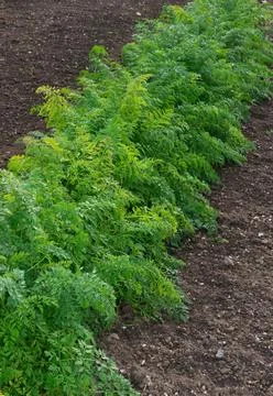 Row of Carrots Stock Photos
