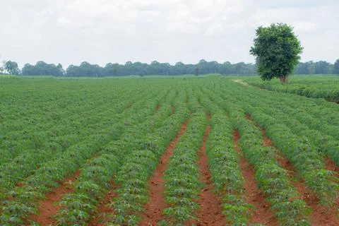 Row of cassava in field Stock Photos