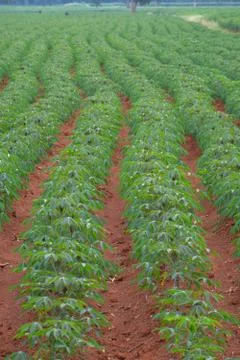 Row of cassava in field Stock Photos