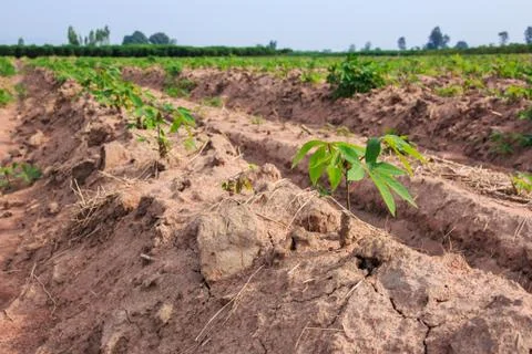Row of cassava tree in field. Stock Photos