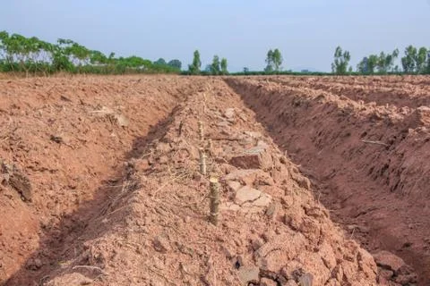 Row of cassava tree in field. Foto stock