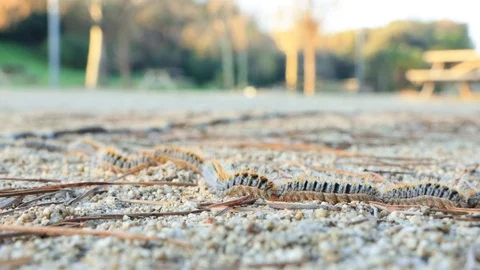 A row of caterpillars in Barcelona, Spain Stock Footage 126320173