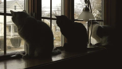 Row of Cats in Windowsill Video stock 104012574