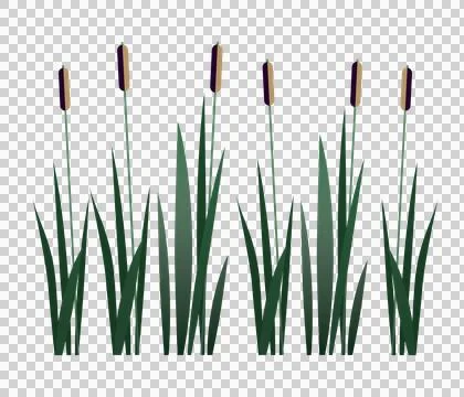 A row of cattails with tall green plants Stock Illustration