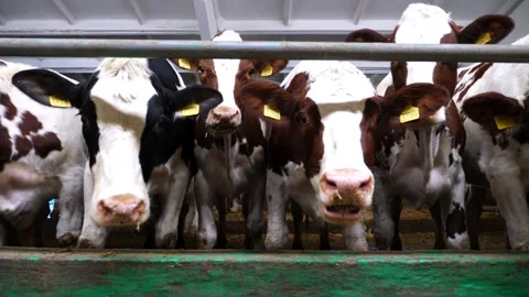 Row of cattle chewing fodder at milk factory. Curious cows eating hay on farm Stock Footage 297982439