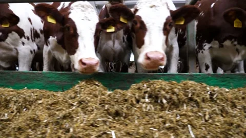 Row of cattle chewing fodder at milk factory. Curious cows look into camera Stock Footage 327158743