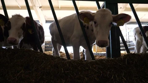Row of cattle feeding by dry grass at cowshed. Curious little cows look into Stock Footage 327158844