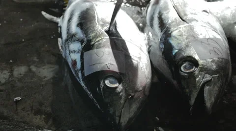 Row of caught Tuna fish Stock-Footage 45818725