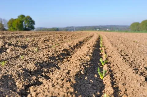 Row of cereal seedlings Stock Photos