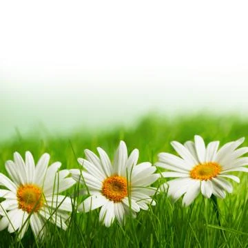 Row of chamomiles Foto stock