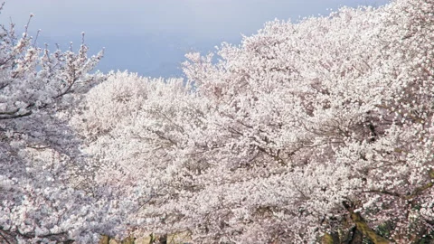 Row of cherry blossom trees beautiful in Nagano, Japan Stock Footage 152565812
