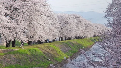 Row of cherry blossom trees beautiful in Nagano, Japan Stock Footage 152565872