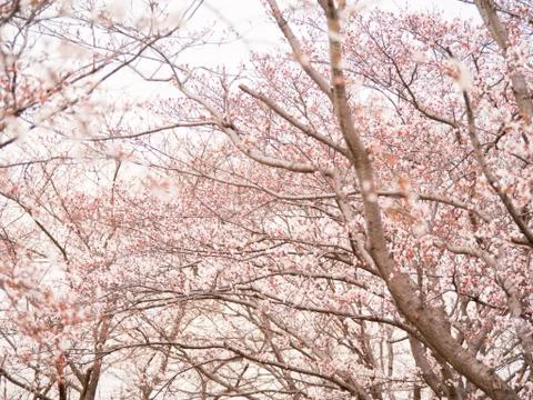 Row of cherry blossom trees in full bloom Stock Photos