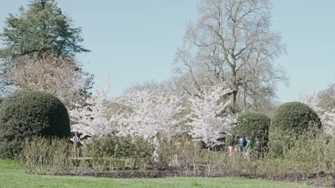 A row of cherry blossoms from long distance, people walking under them Stock Footage 305881666