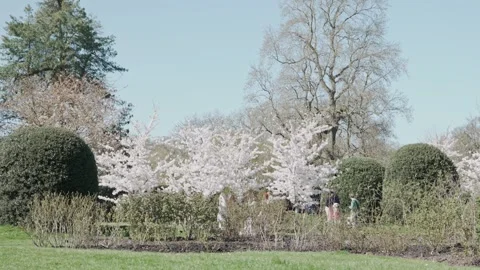 Row of cherry blossoms from long distance, people walking under them. Slo-mo Stock Footage 305881673