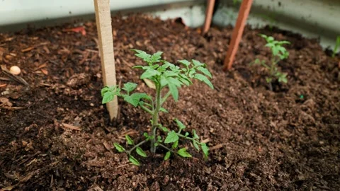 Row of Cherry Tomato Saplings in Backyard Vegetable Patch, 4K Stock Footage 297994043
