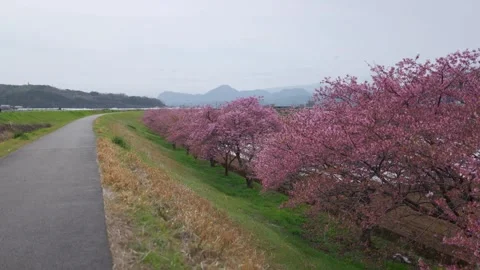 A row of cherry trees along a country road Stock Footage 330064452