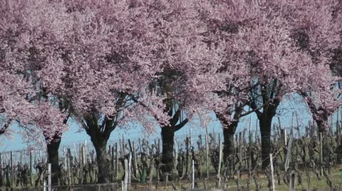 Row of cherry trees in bloom Stock Footage 20729146